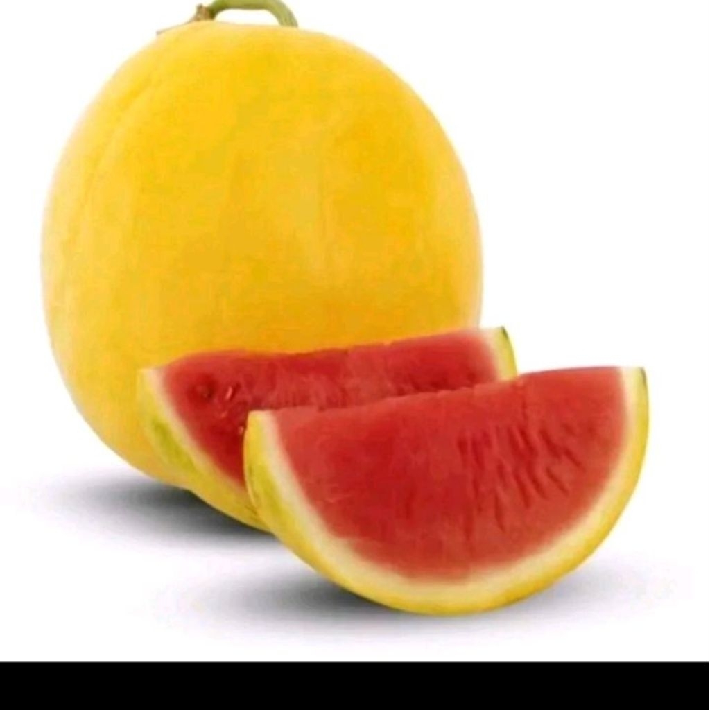 Benih semangka golden red kemasan premium