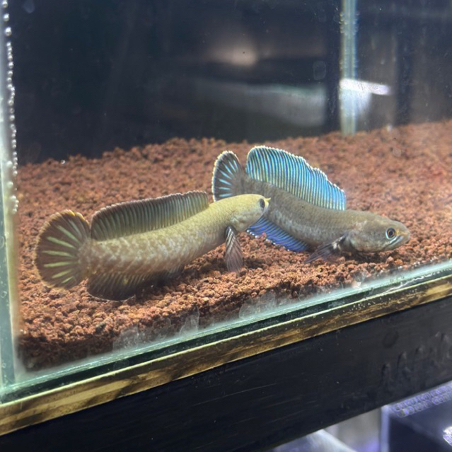 ANDRAO MALE , FEMALE , PAIR PROVEN 8-15CM