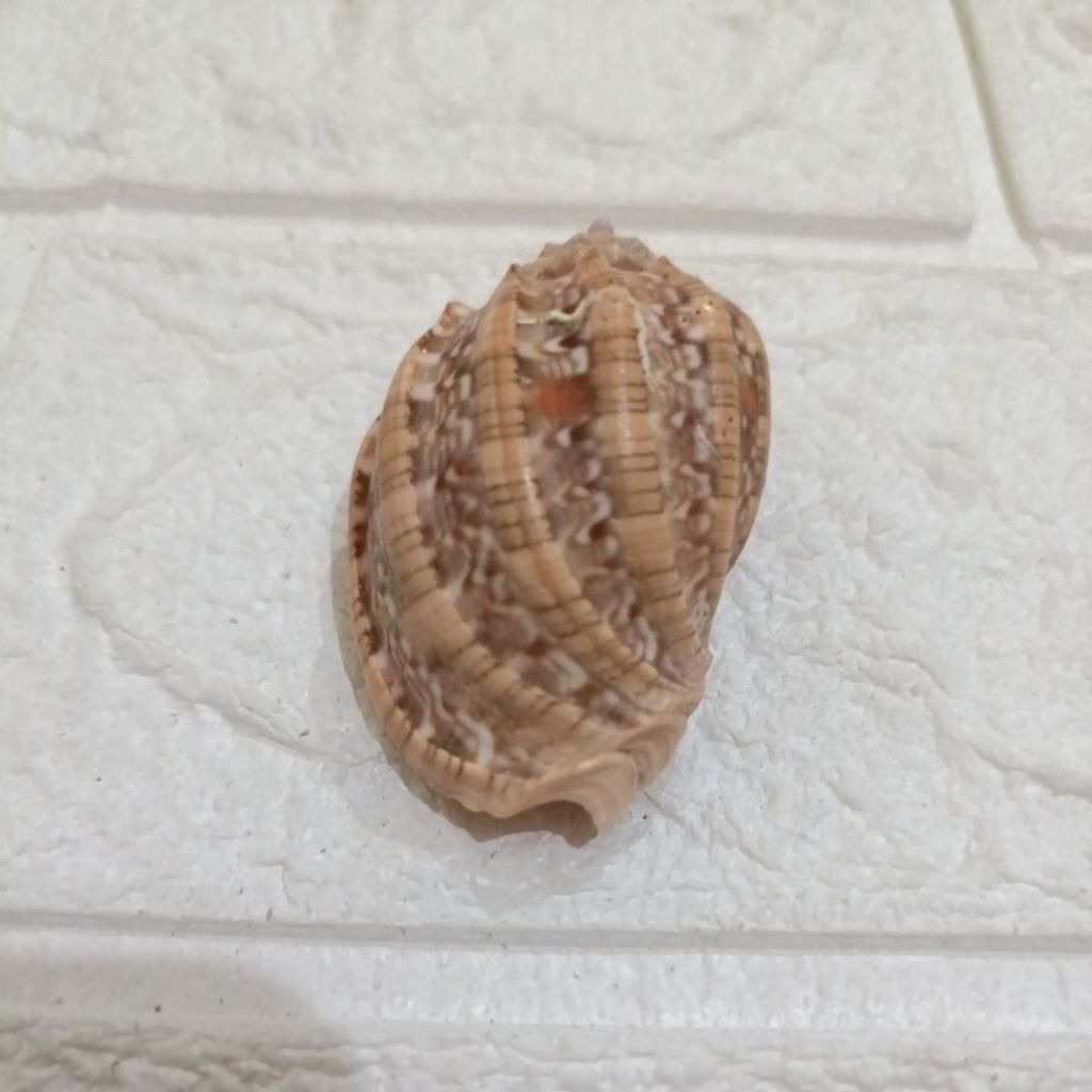 Jual Cangkang Kerang Harpa Harpa Nobilis 5,1cm