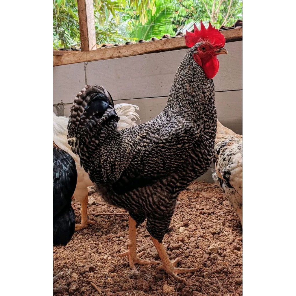 telur fertil kuntara4 garansi fertil