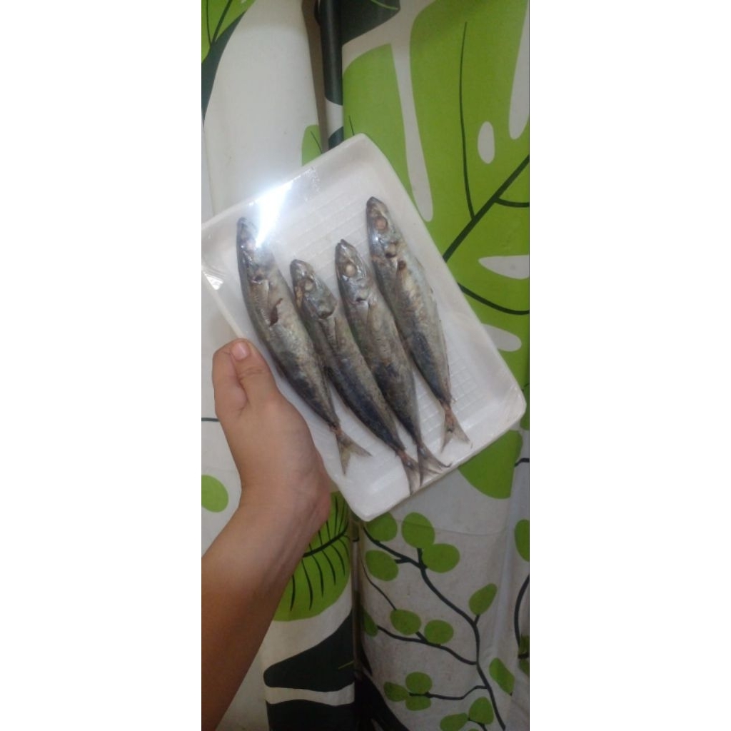 Ikan Cue Salem isi 3 - 4 Ekor
