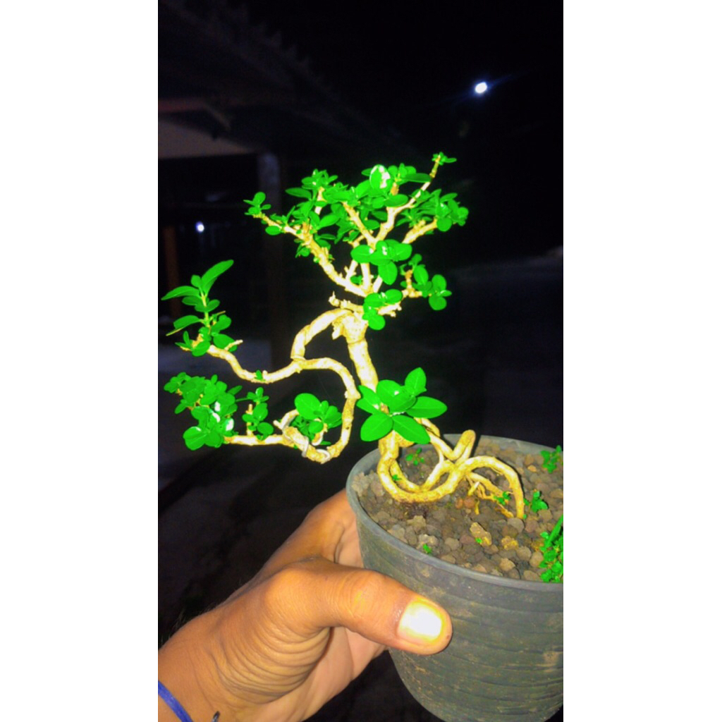 bonsai sancang mame