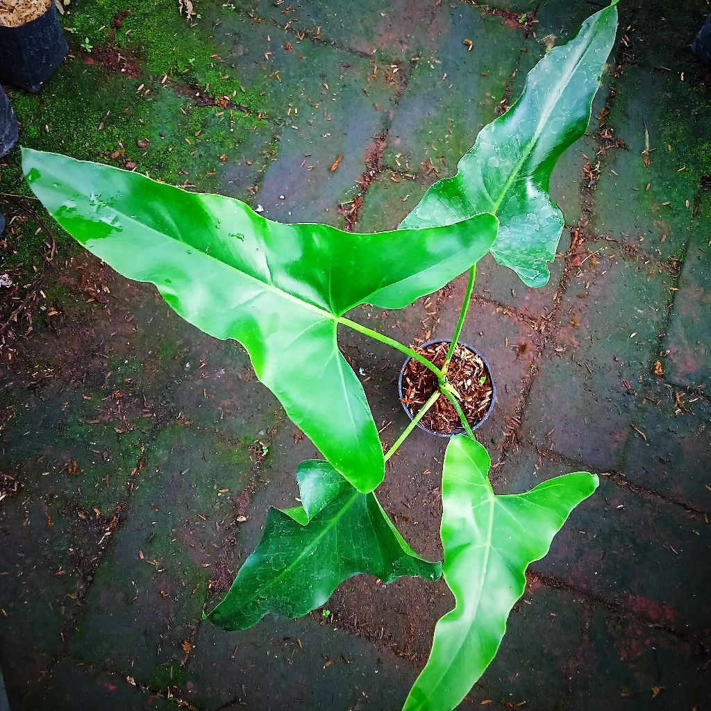 Tanaman hias thaomatophyllum Williamsi