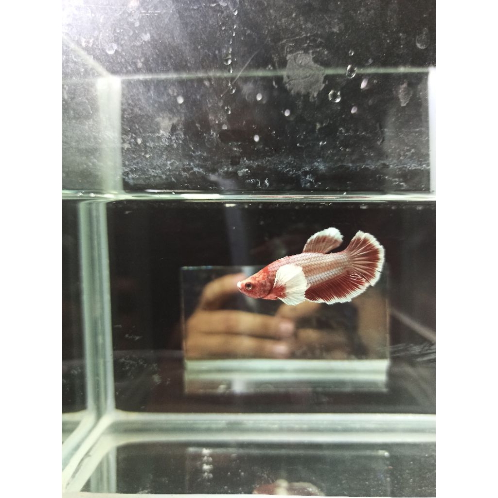 CUPANG PLAKAT DUMBO EAR (BEBAS PILIH)