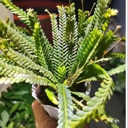 tanaman hias pakis kelabang mini