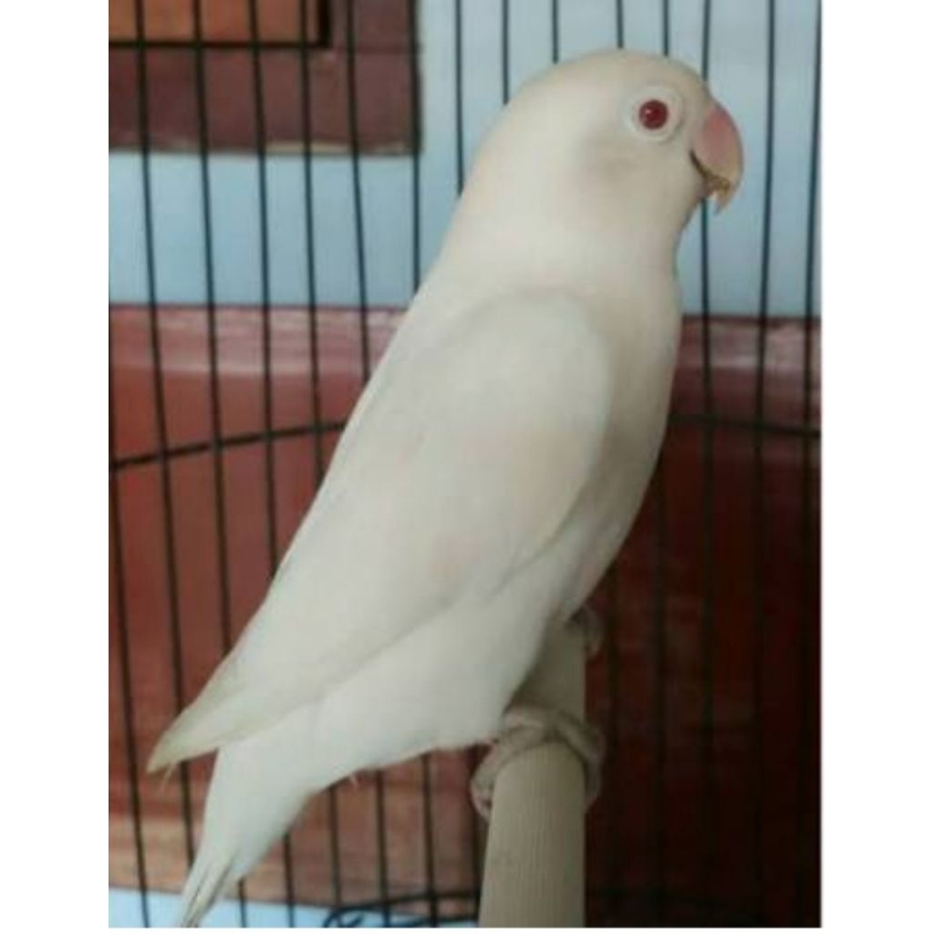 love bird albino mata merah