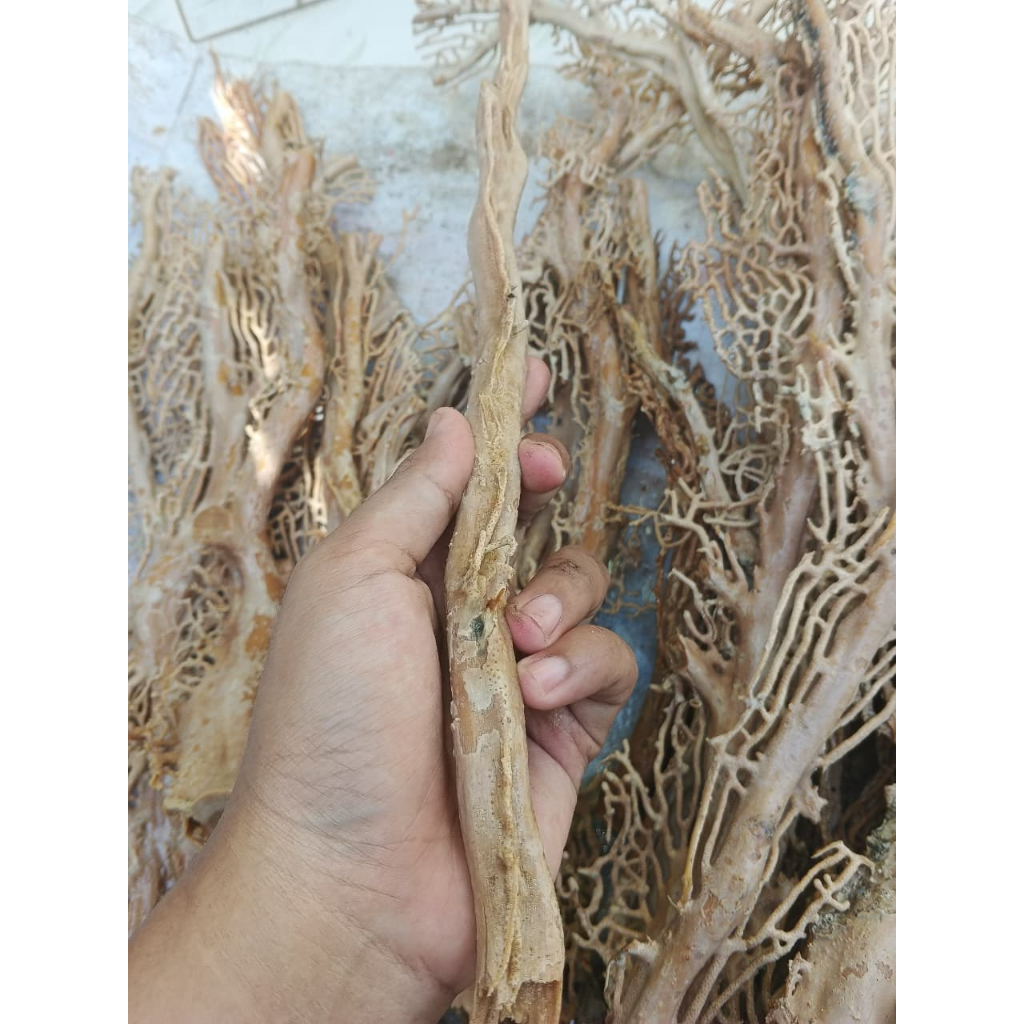 Bahan Akar Bahar Putih Asli Berkualitas