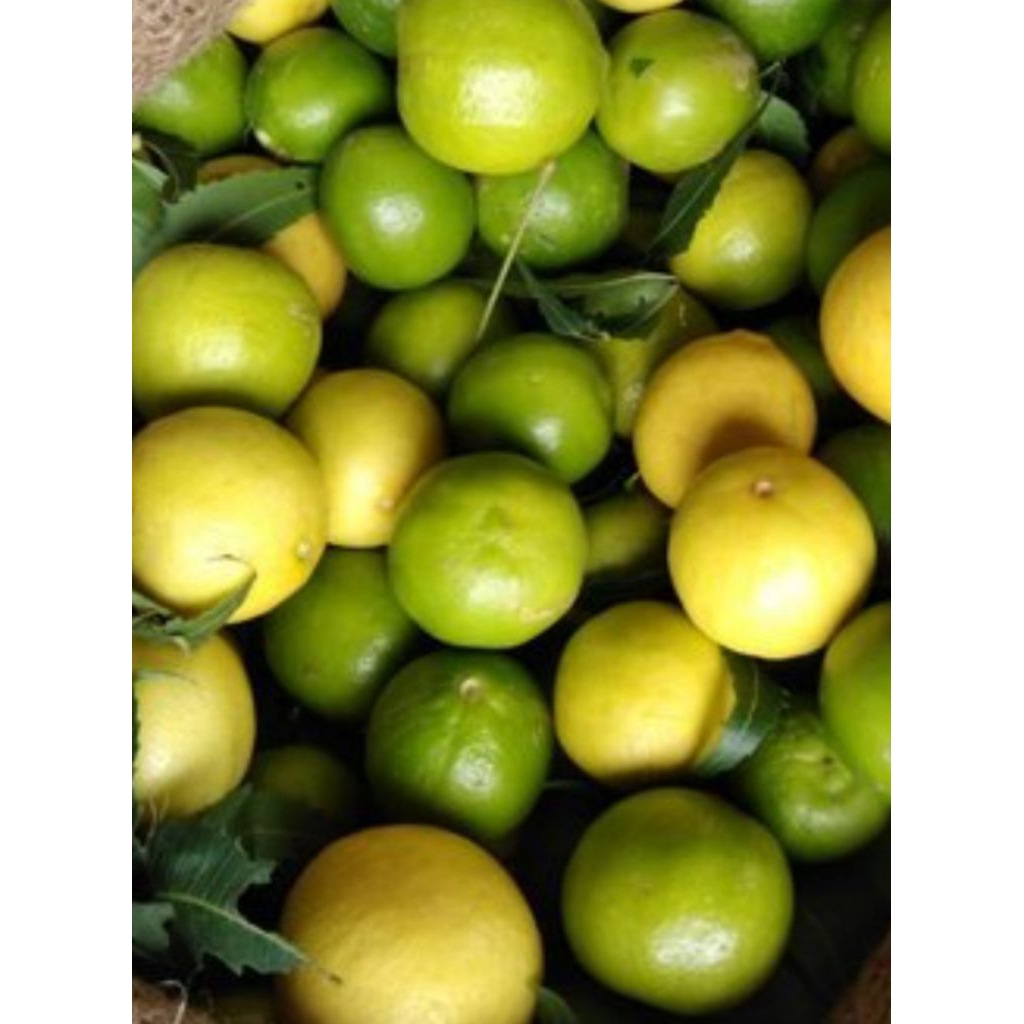 jeruk lemon CALIFORNIA SEGAR 1kg