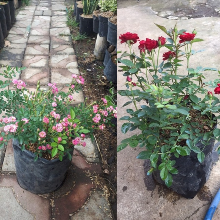 Mawar Mini Babyrose - Tanaman Hias Hidup Mawar Baby ( Sudah Berbunga )