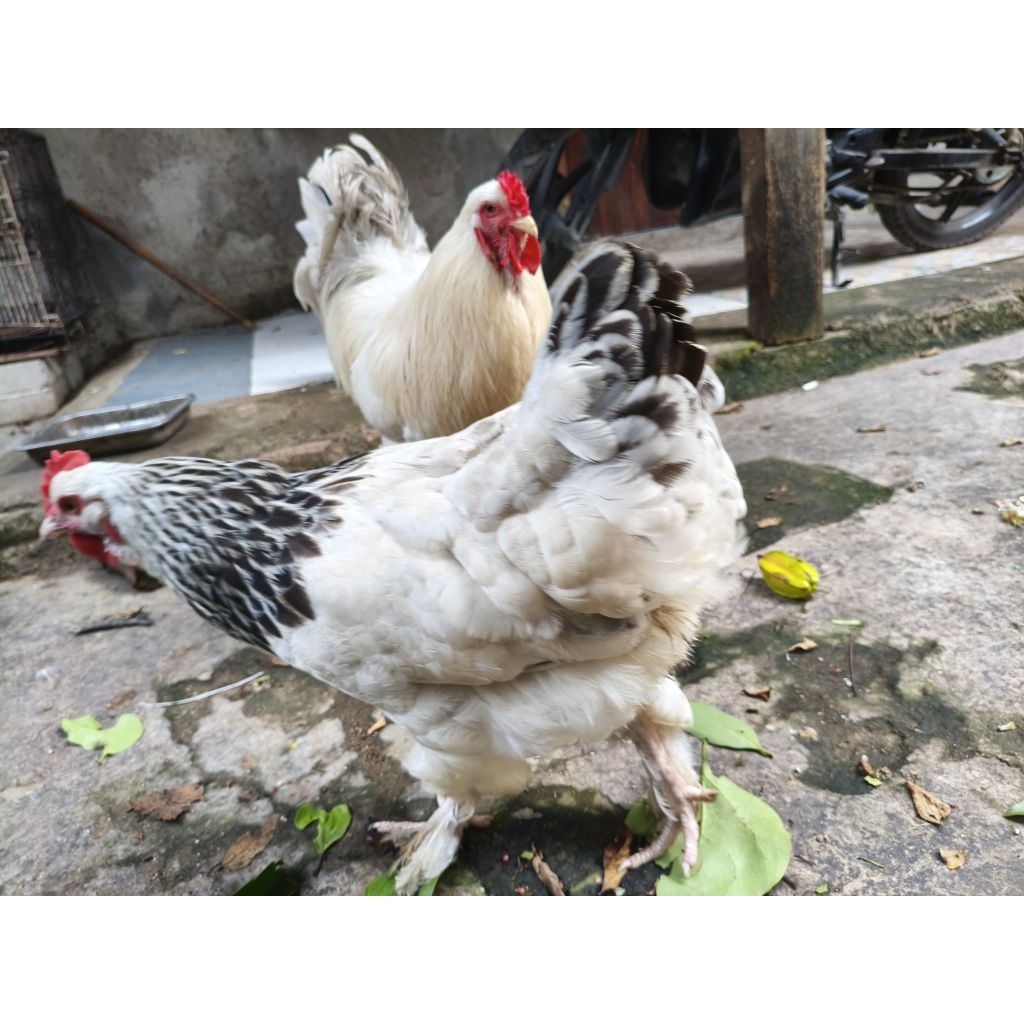Ayam Brahma Indukan Produktif
