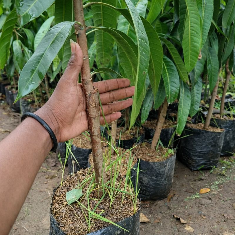 Mangga Indukan Batang Besar Kiojay Super Manis Siap Berbuah Sudah Rimbun Promo Bibit Buah Tumbuhan T