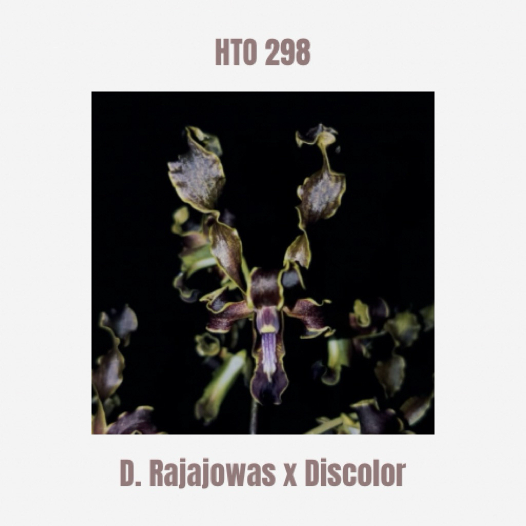 Dendrobium Rajajowas X Discolor Remaja Tanaman Anggrek