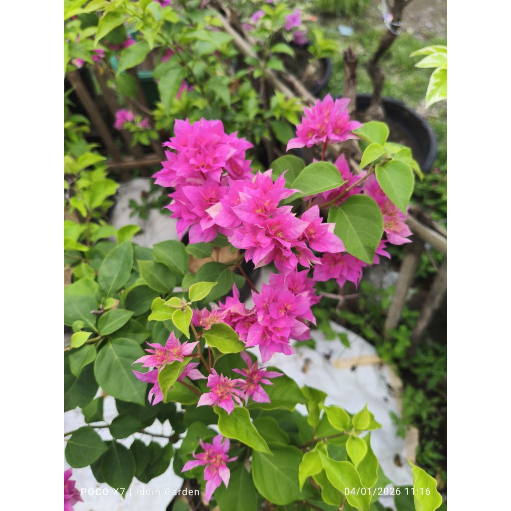 Bougenville Hawai pink ori