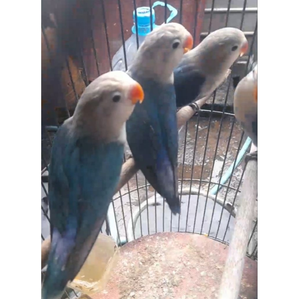 BURUNG LOVEBIRD BLUE SERIES PAUD "burung sesuai foto dan video" satuan