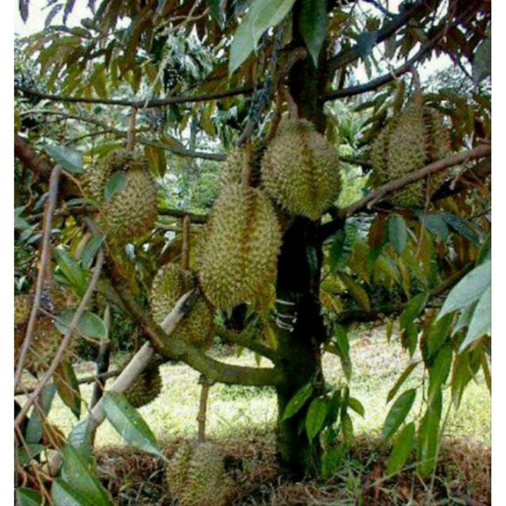 Entres durian musangking bibit Kadu