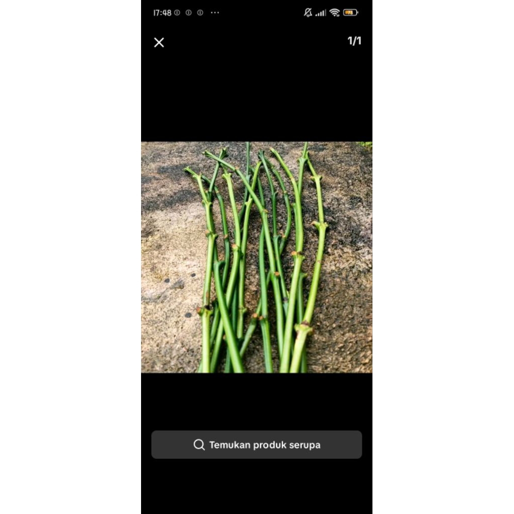 bibit entres kopi 23 batang kopi robusta ungglan mata tunas