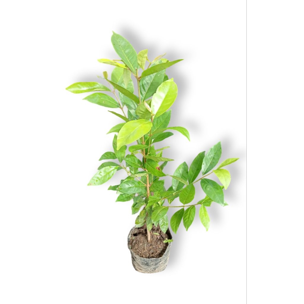 pohon salam/daun salam 50-60cm daun rimbun batang besar