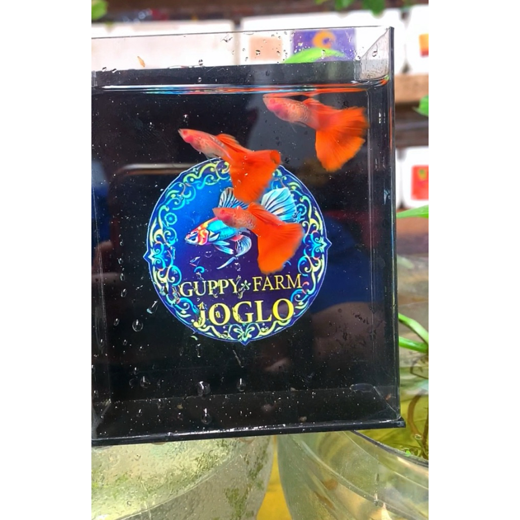 PembersihLaintaiAlbinoSnakeSkinRedTailGB