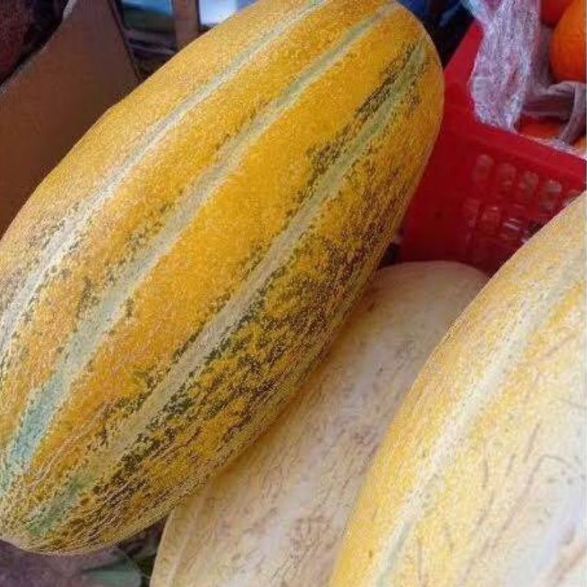 30 BIJI BENIH TIMUN SURI MAS