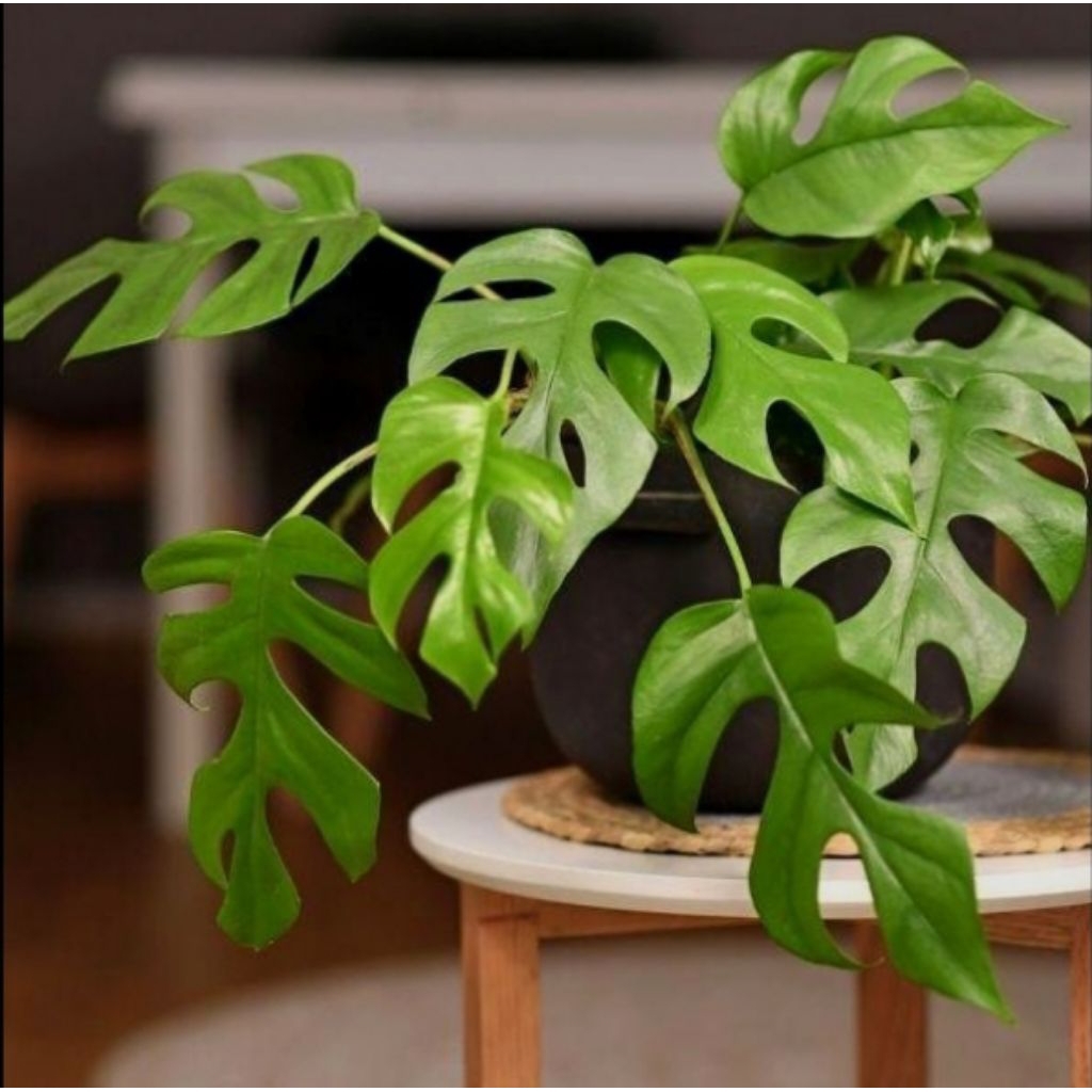Tanaman Monstera Raphidopora Mini - Tanaman Hias Monstera Raphidopora.