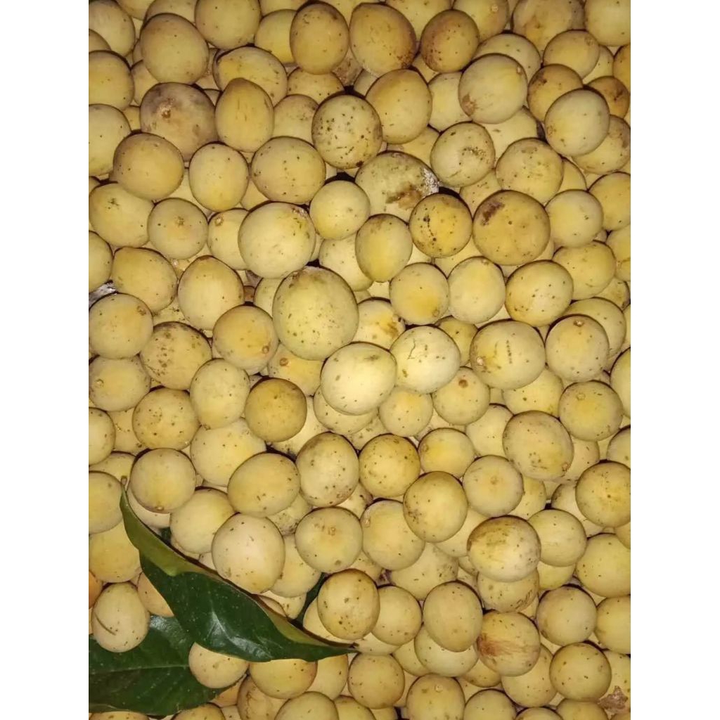 buah duku 1kg