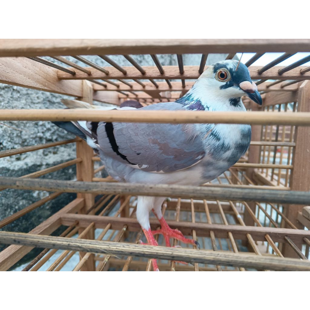 Burung dara model pos burung pos blantong cewean betina gacor ketua