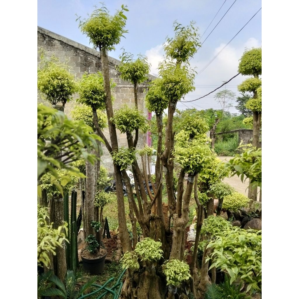 Bonsai anting Putri tinggi hampir 3 meter bonsai taman anting Putri