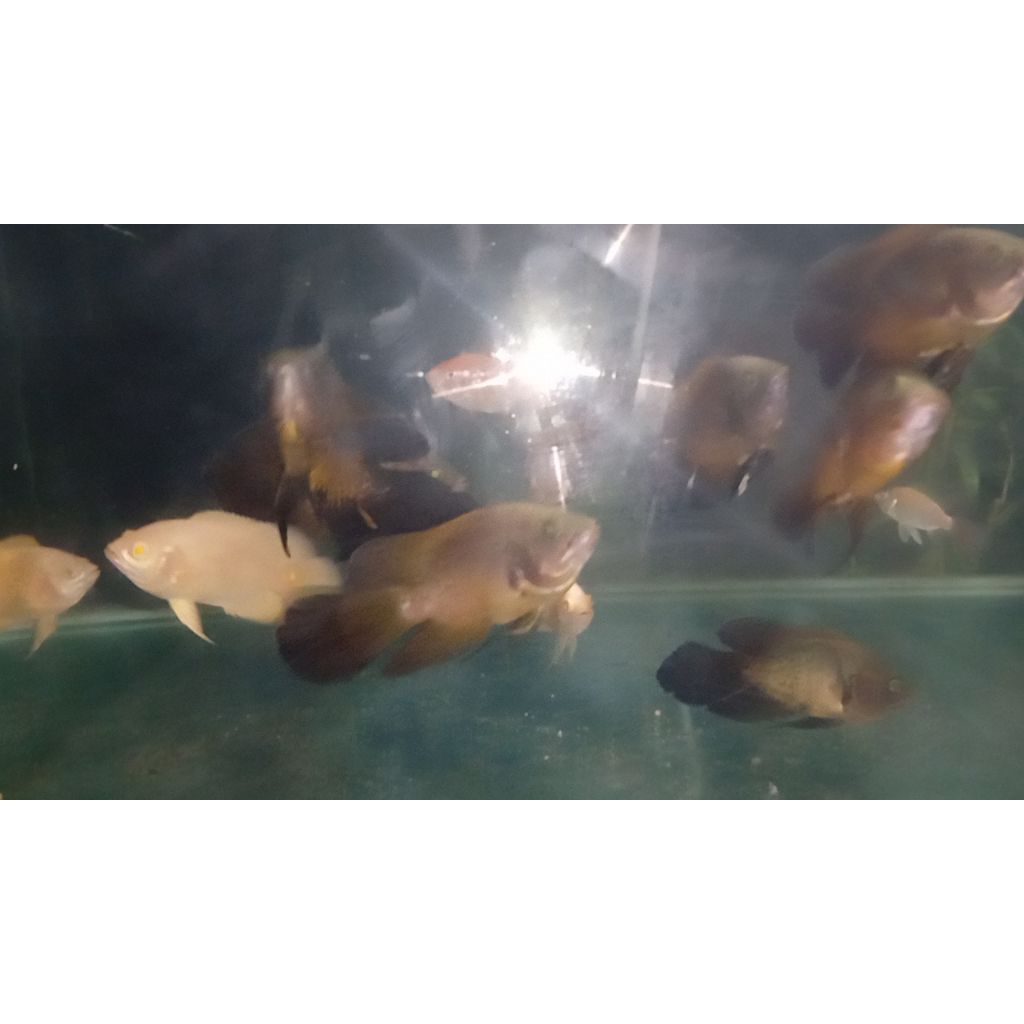 ikan hias oscar tembaga selayer 3jari