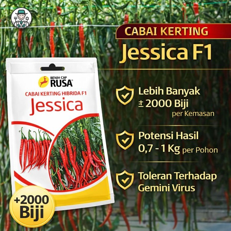 Benih Penerus BIANCA - Jessica F1 Benih Cabai Keriting Original Cap Rusa isi 2000 Biji Kemasan 10 Gr