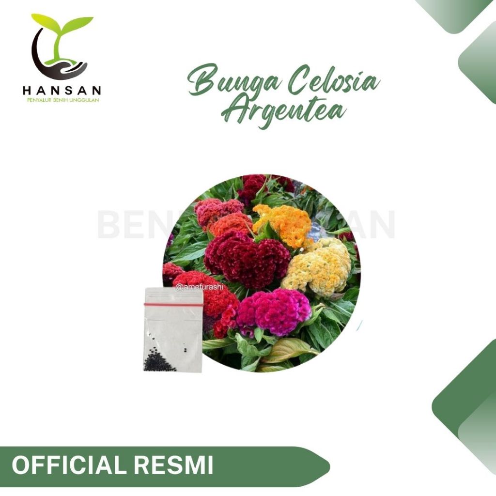 30 Benih Bunga Celosia Argentea Bibit Tanaman Bunga Celosia Jengger