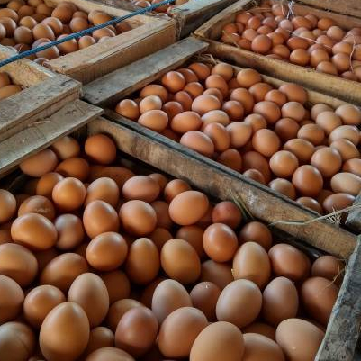 Telur Ayam 1 Kg
