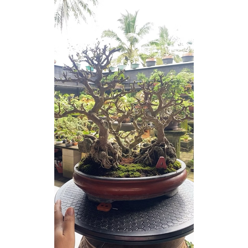 bonsai Sianci berbunga dan berbuah