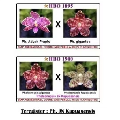 Bibit Botol Primary Hybrid Silangan Phal. gigantea
