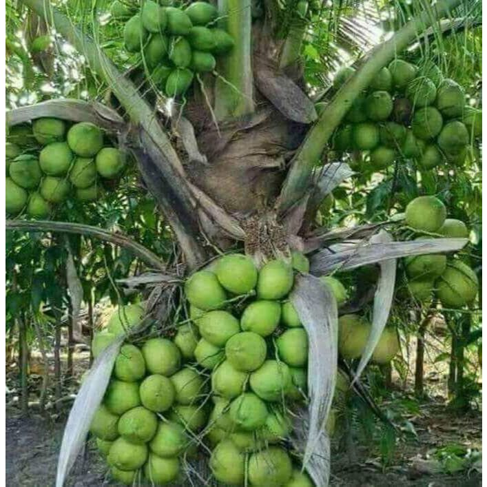 Bibit Kelapa Kopyor asli genjah