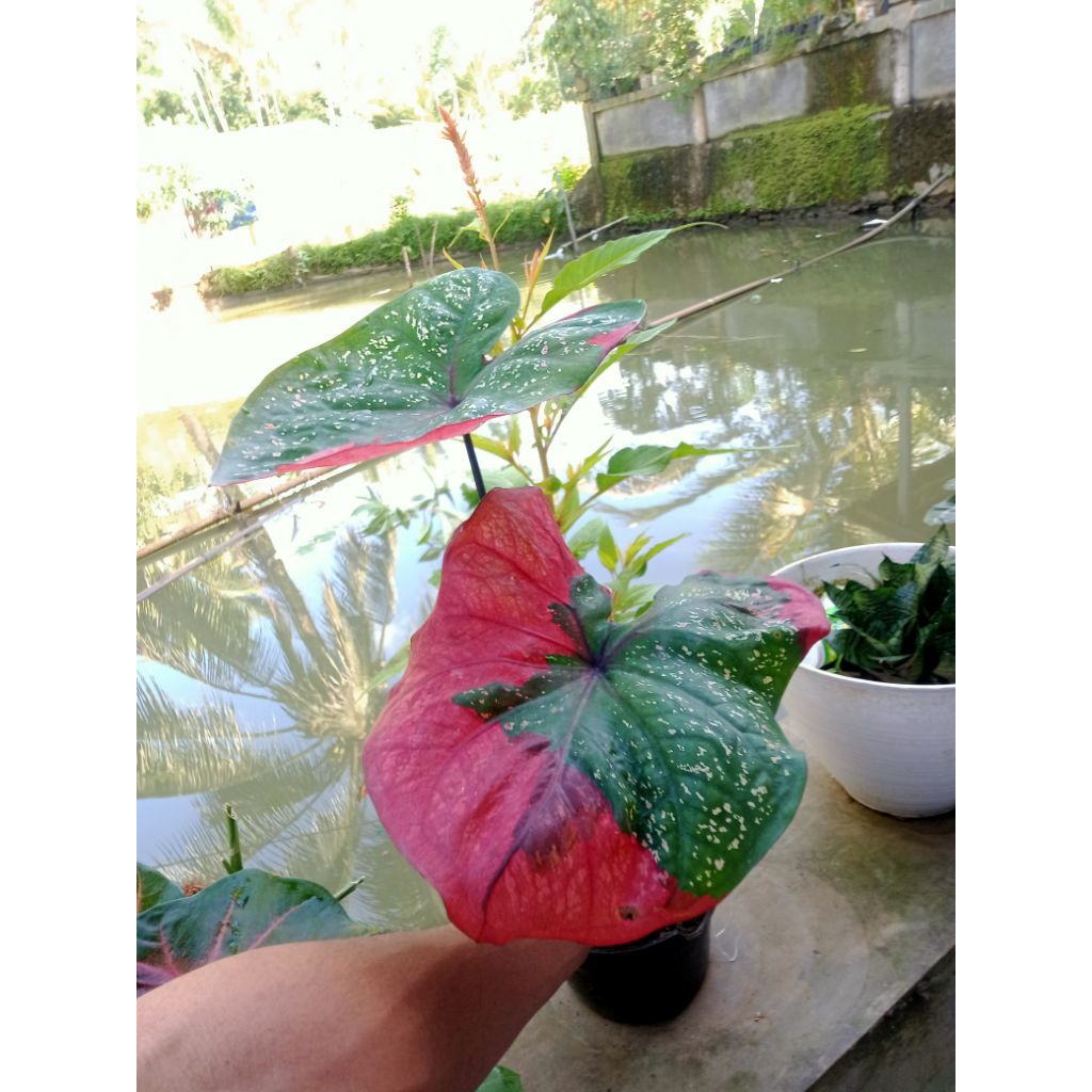 jual tanaman hias talas baret merah