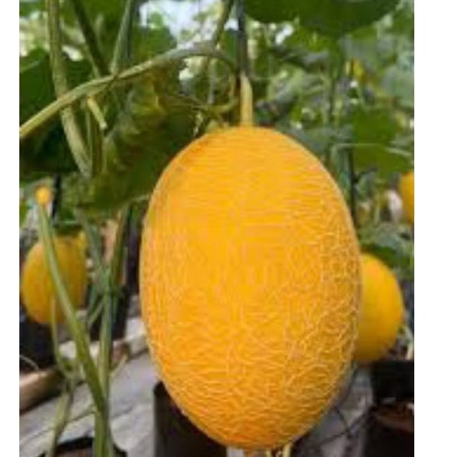 7 BIJI BENIH MELON SWEET LAVENDER