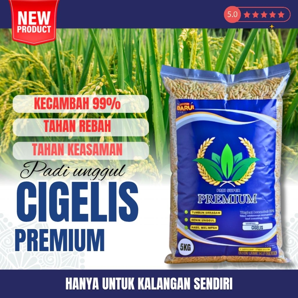 benih padi unggul ci gelis asli + 5KG ( BENIH PADI UNGGUL CIGEULIS 5KG )