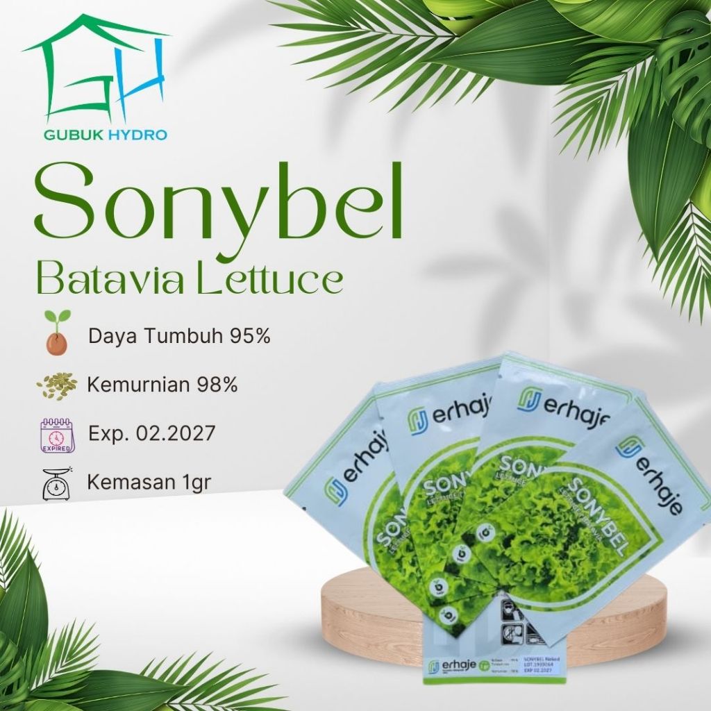 Benih Selada Batavia Sonybel - Bejo Seed