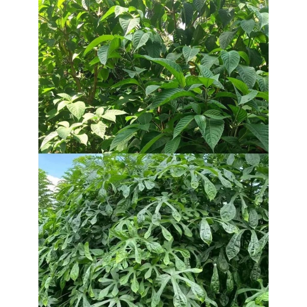 Telo Papua dan trichantera gigantea Paket Hemat