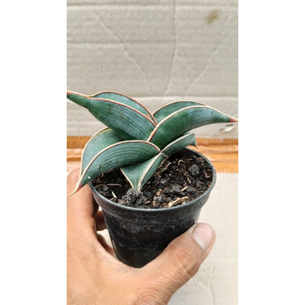 sasivera rorida varigata