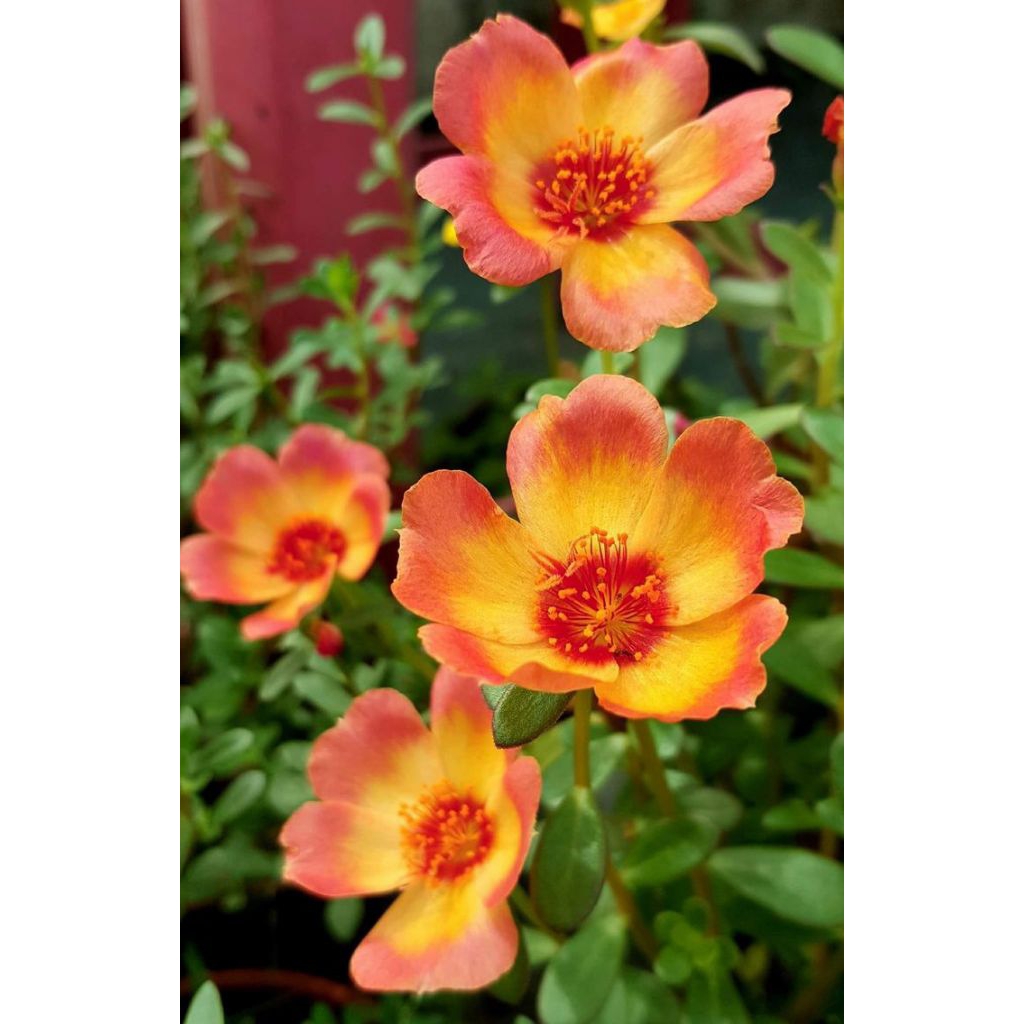 3 Polibag Bunga Krokot Oren Daun Bulat Tanaman Hias Mossrose