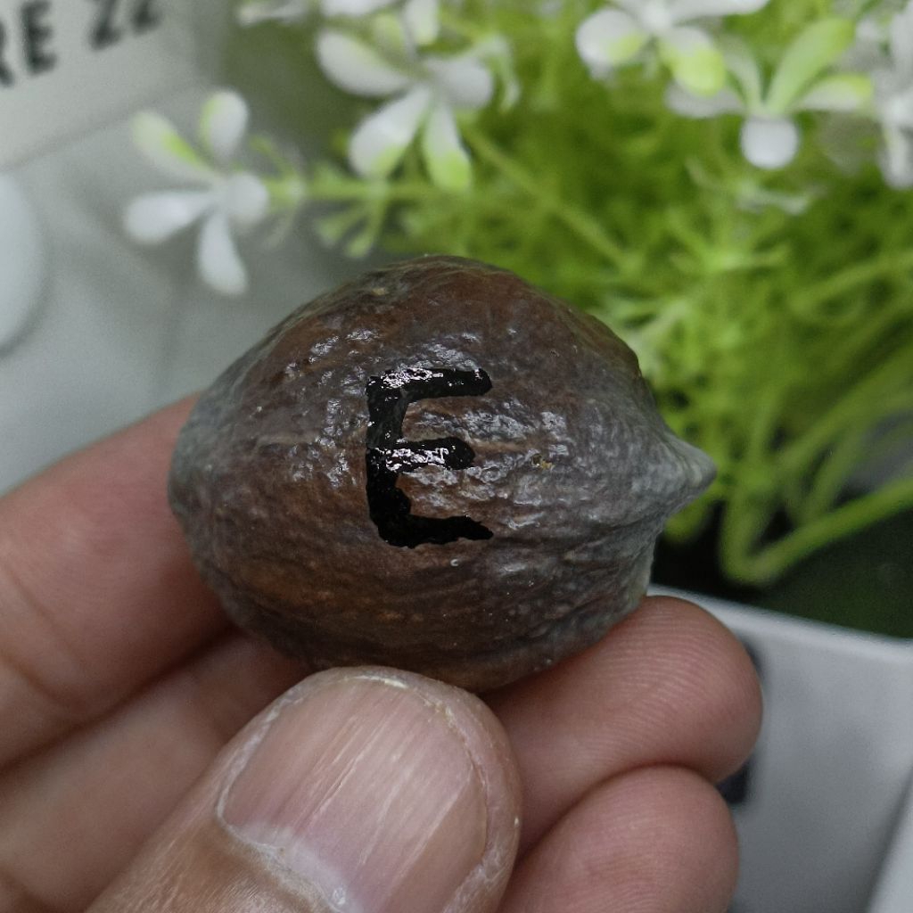 Muncang Adu MD Junior kode E