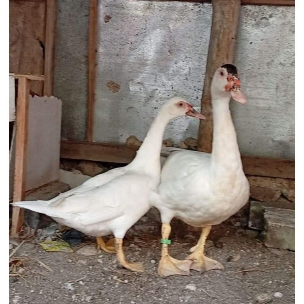 Entok, Bebek Manila, Meri sepasang