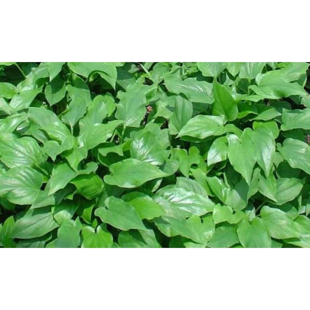 Keladi Tikus -Tanaman Keladi tikus murah