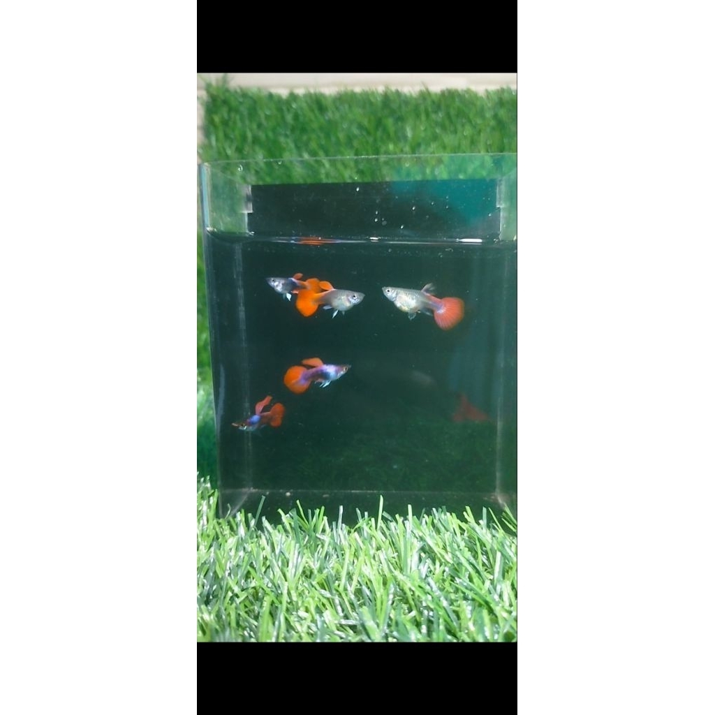 Hiasan aquarium guppy tuxedo sb gen koi ribbon