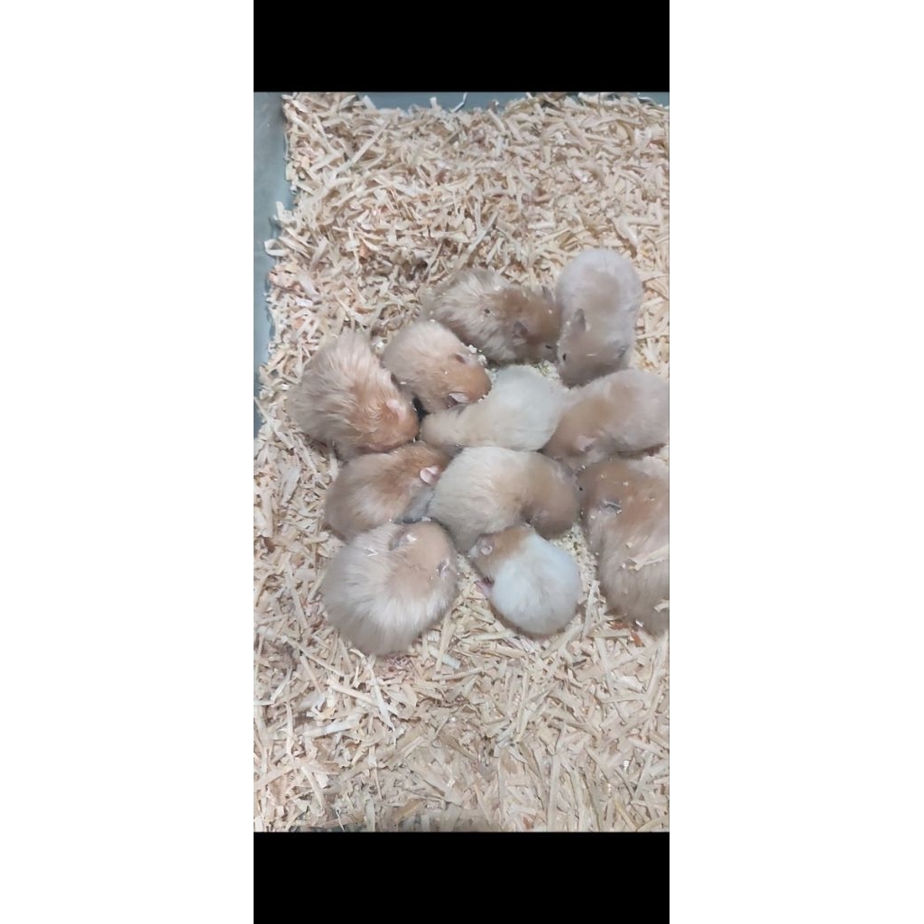 hamster syirian yellow satin