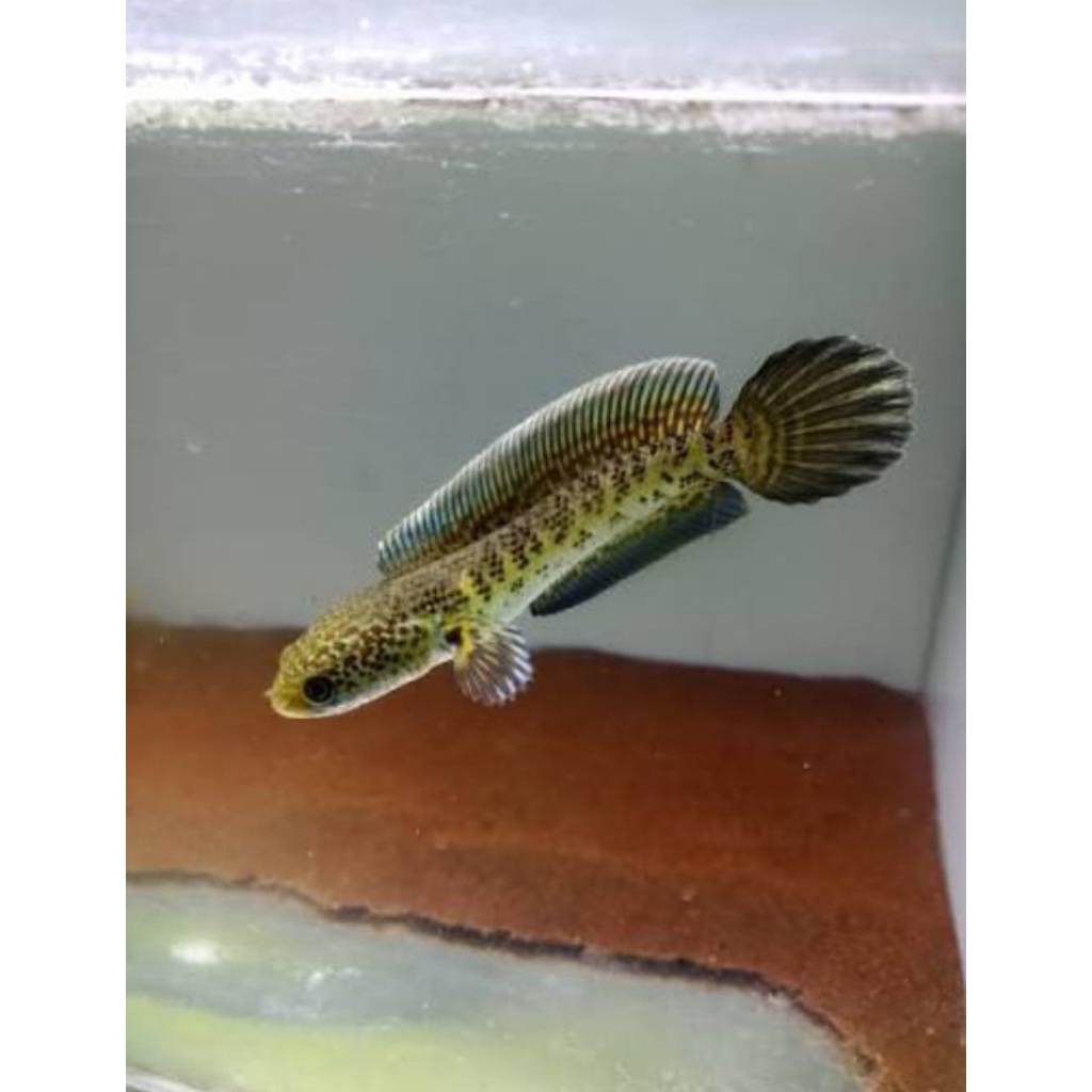 (PROMO 2 EKOR ) Chana auranti calon gondrong size 3 cm