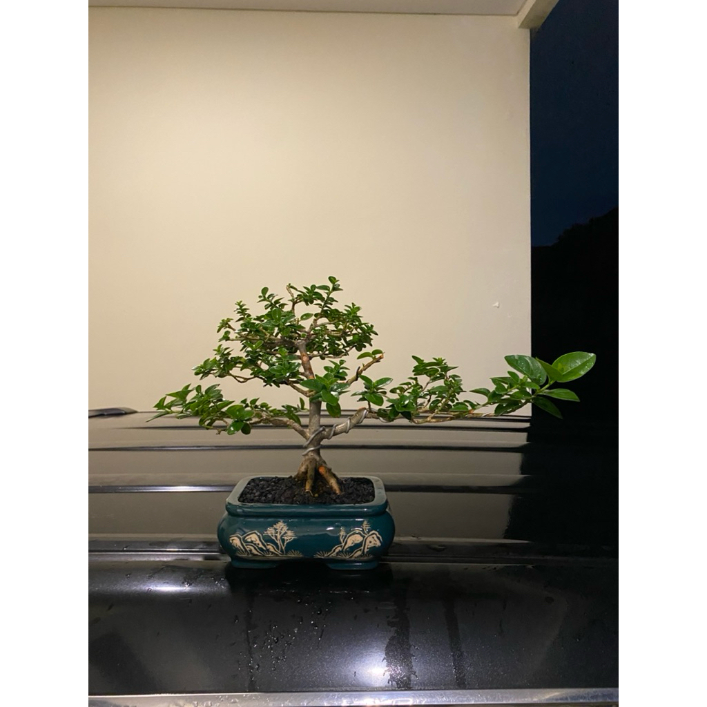 bonsai sancang mame lucu siap pajang