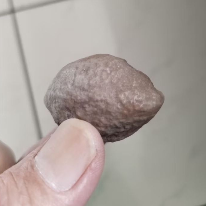 Kemiri Adu Muncang Adu Yanti Thanos Rajabatok Ori Tua Jatuhan