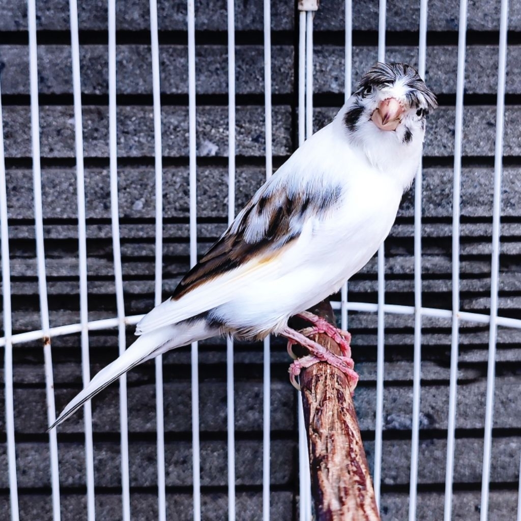 Kenari AF Jambul/Gloster Panda Simetris - Jantan Gacor (Only Instant Delivery)